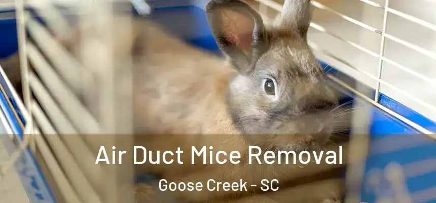  Air Duct Mice Removal Goose Creek - SC